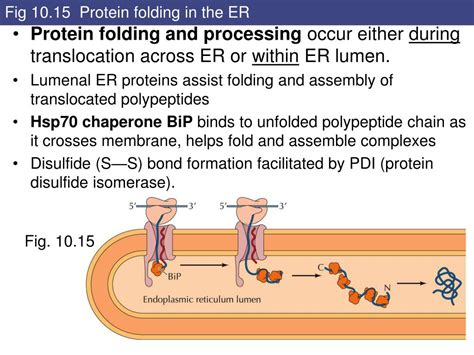 Ppt 10 Protein Sorting And Transport Powerpoint Presentation Free Download Id 4325074