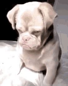 Angry Dog GIFs | Tenor