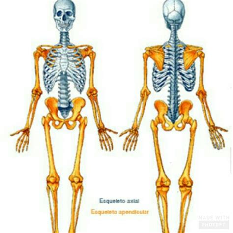 Esqueleto Axial E Apendicular - 8