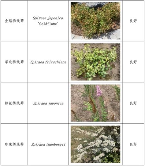 太原植物园科研人员在山西省野生绣线菊引种保育方面取得新进展 中国植物园联盟