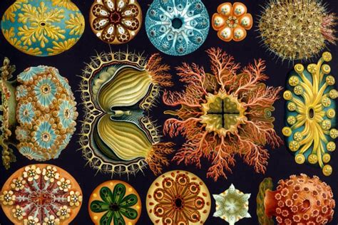 Ernst Haeckel And The Origins Of Ecology Environmental History