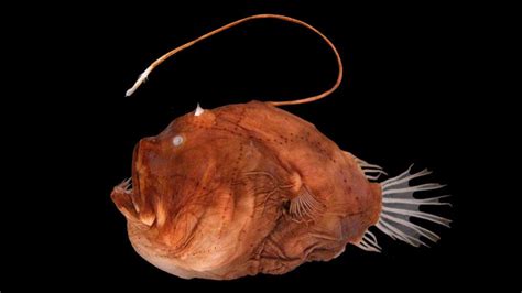 Genetic study reveals how anglerfish light up the deep