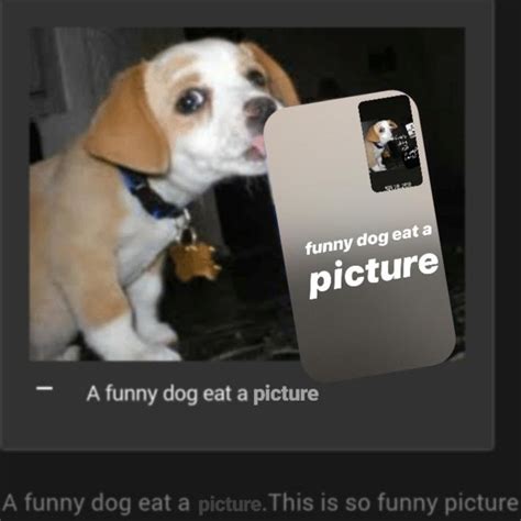 Funny dog eat a picture : r/FunnyDogEatAPepsi