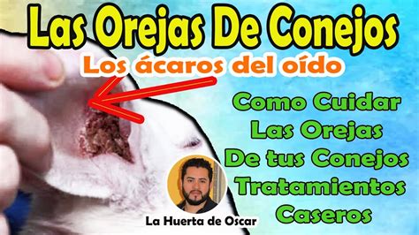 COMO CURAR LAS OREJAS DE TUS CONEJOS REMEDIO CASERO Y FACIL YouTube