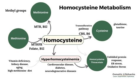 Homocysteine Genetics And Solutions