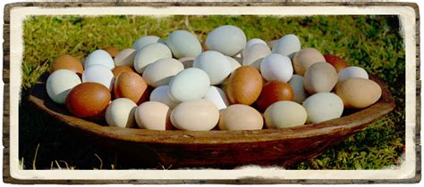 Greenfire Farms Rainbow Egg Layer Assortment