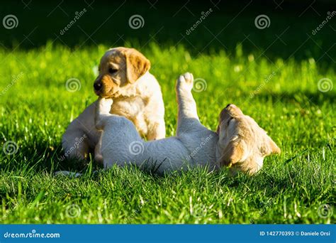 Two Puppies Of Labrador Are Playing Together In The Garden Stock Image