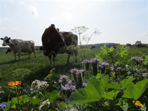 Bedrijfsbiodiversiteitsplan méér voordelen voor de boer dan