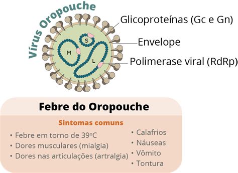 Febre Do Oropouche Um Alerta Cient Fico Para A Regi O Norte Do Brasil