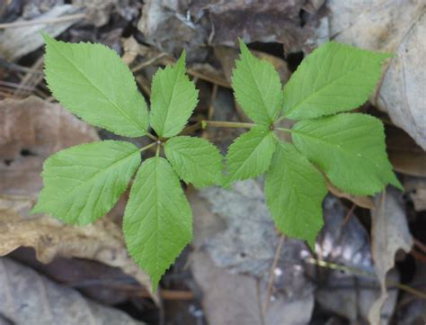 Virginia creeper and ginseng | Identify that Plant