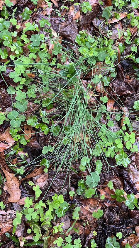 Wild Chives In Northern Fl Rforaging