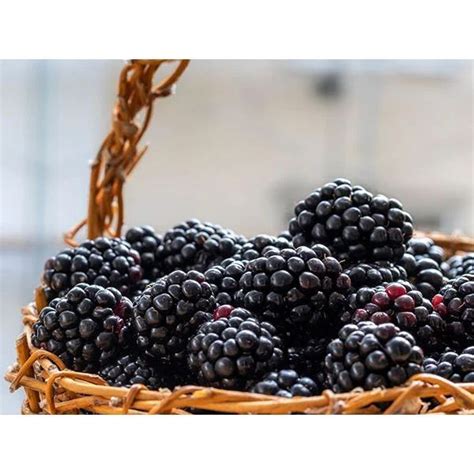 Boysenberry Plants | Baker Creek Heirloom Seeds