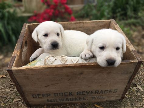 White Lab Puppies Available Now