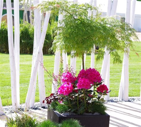Growing Japanese Maples In Pots Plant Addicts