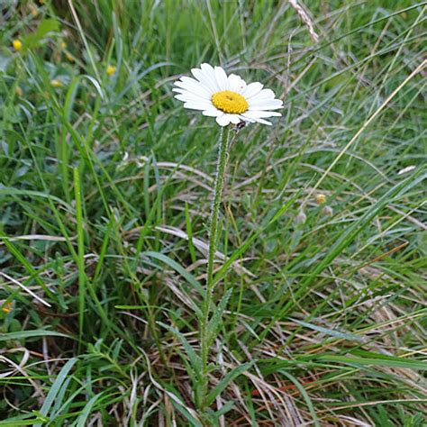 Berg Wiesen Margerite Leucanthemum Adustum Aus Dem Online Herbarium