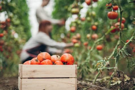 Gu A Completa Para Cultivar R Banos Consejos Pr Cticos Y Paso A Paso