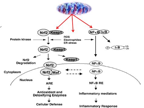 Redox Signaling Pathways Modulation And Mitochondria Hot Topic To Be