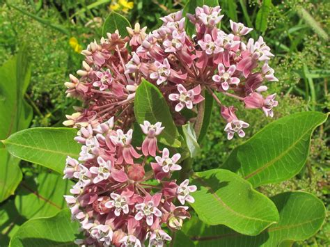 Milkweed | New York State Parks and Historic Sites Blog