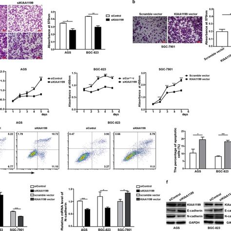 KIAA1199 Inhibits GC Cell Apoptosis And Induces GC Cell Proliferation