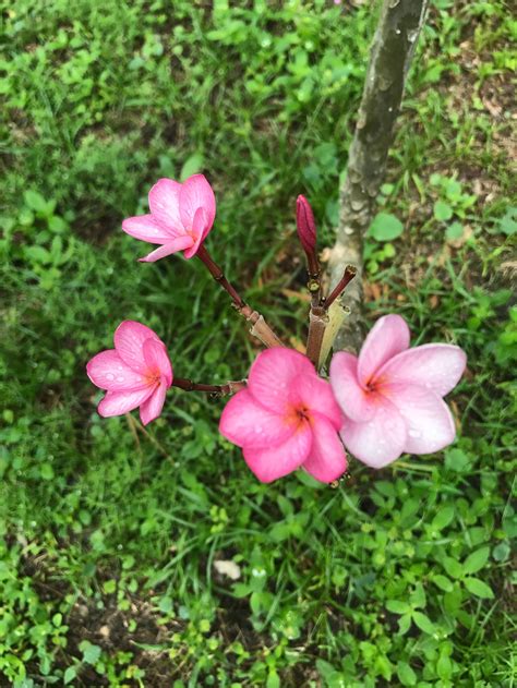 Plumeria plant RARE flower colors | Etsy