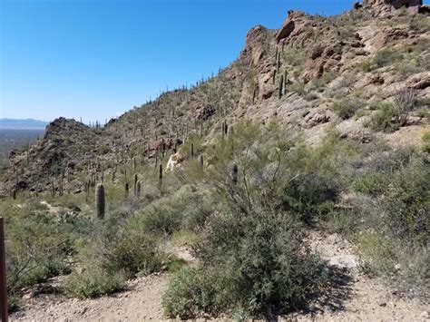 Gates Pass Scenic Overlook Tucson Mountain Park Tucson Arizona