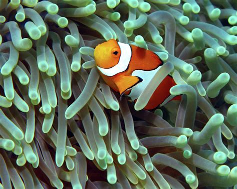 Clownfish In Anemone