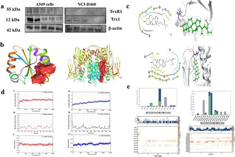 Bs Targets Trx Trx Reductase To Generate Ros And Triggers The