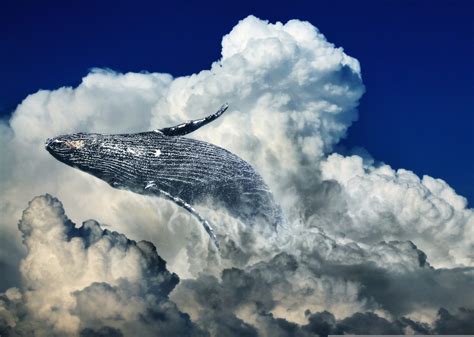 La ballena sei la especie que reapareció en el mar patagónico tras