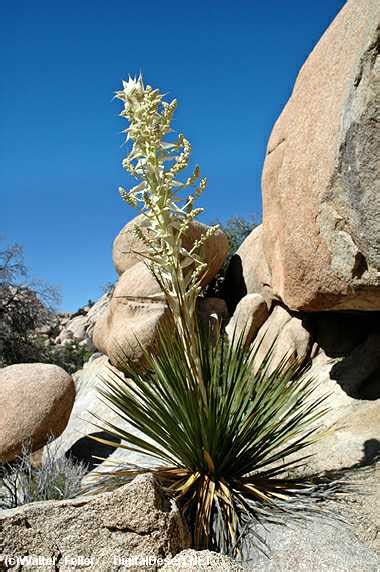 The Mojave Desert Overview - Adaptations, Plants