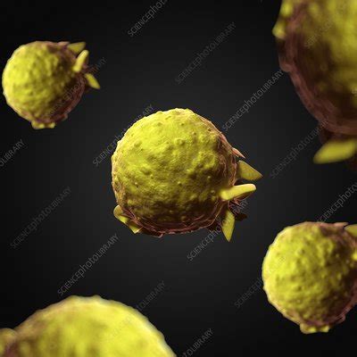 Mono virus, artwork - Stock Image - F007/7955 - Science Photo Library