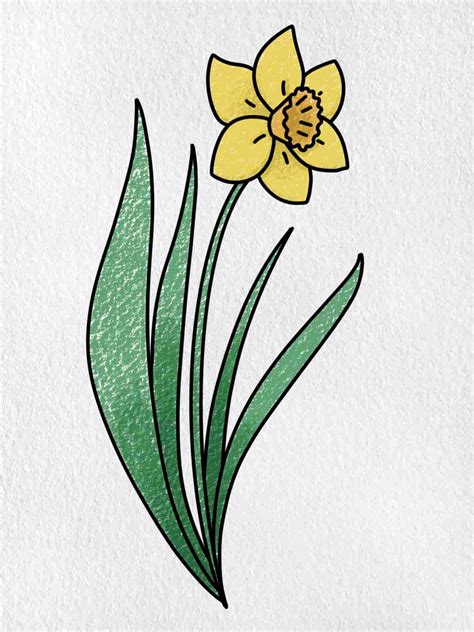 Daffodil Flower Drawing Easy | Best Flower Site