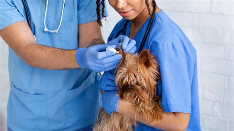 Otitis en perros Síntomas causas y tratamiento Bekia Mascotas