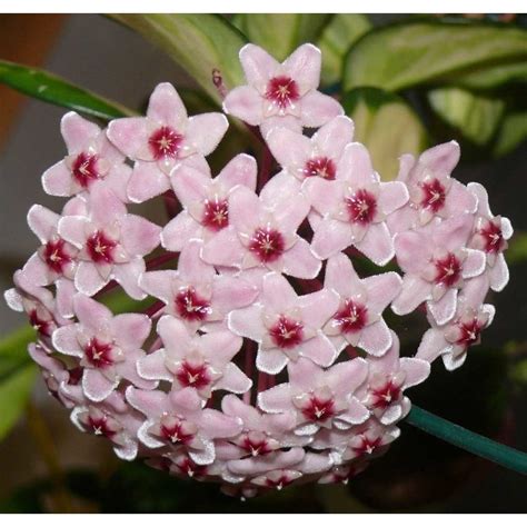 HOYA CARNOSA TRICOLOR FIORE DI CERA VASO 11 CM Perenni 616374