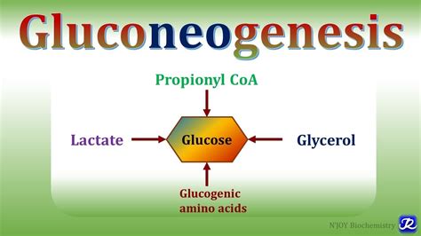 15 Gluconeogenesis 1 Carbohydrates Metabolism Biochemistry Njoy Biochemistry Youtube