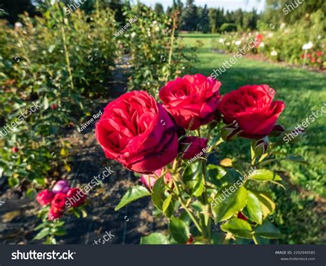 2346 Imágenes De Eden Rose Imágenes Fotos Y Vectores De Stock