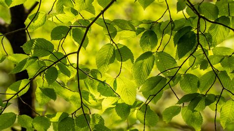 Tree Branches Green Leaves Light Summer Nature Wallpaper Background K