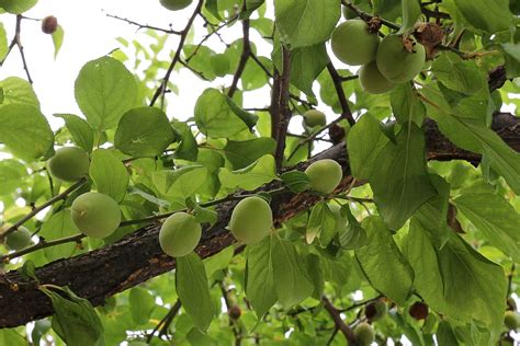 Free Images Tree Nature Branch Leaf Flower Food Green Produce