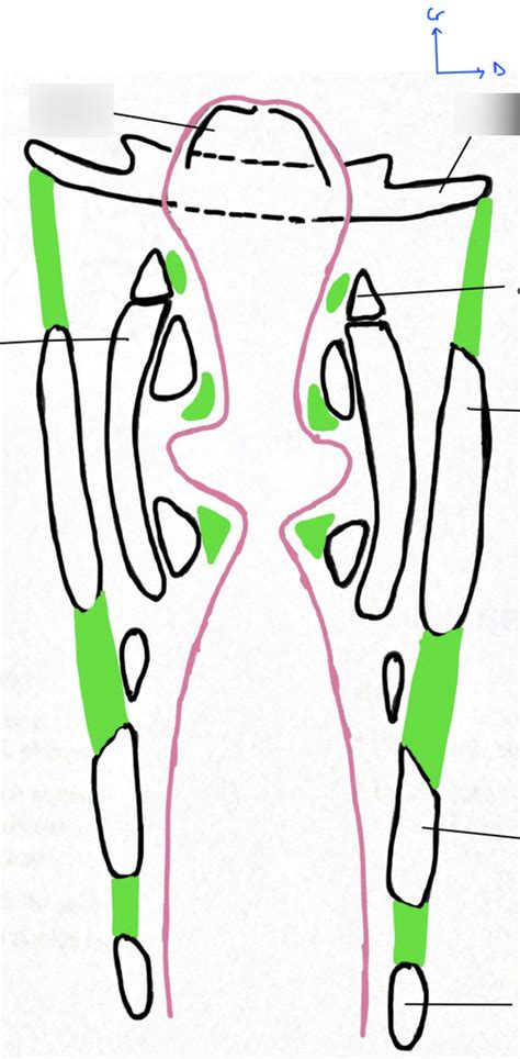 Diagramme De An Larynx Vue Post Rieure Du Larynx Quizlet