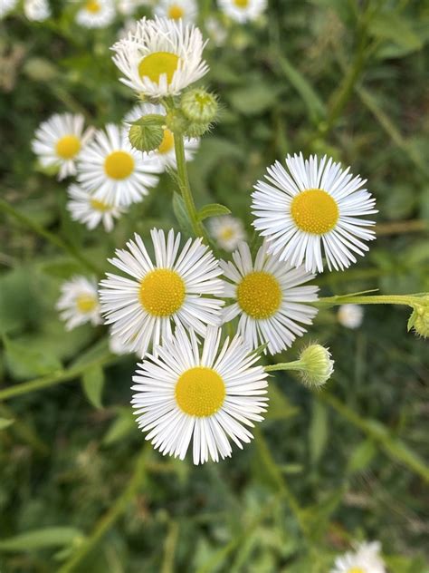 Annual Fleabane Lacamas Prairie Non Native Species Inaturalist