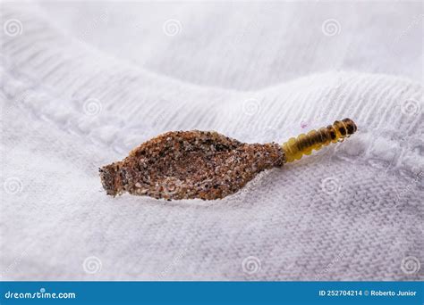 Wall Moth Larvae, or Clothing Moths, Feed on Fur, Wool, Dead Skin Fragments, Hair and Paper ...