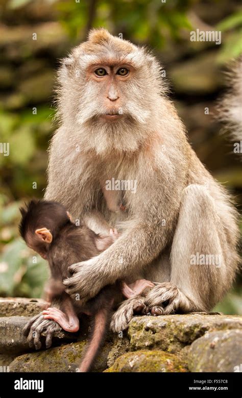 Crab Eating Macaque Monkeys Hi Res Stock Photography And Images Alamy