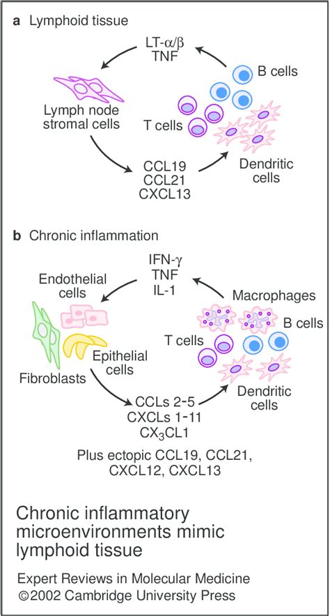 Chronic Inflammatory Microenvironments Mimic Lymphoid Tissue Download Scientific Diagram