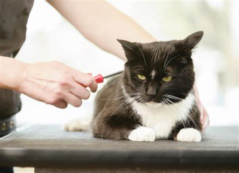 What Do Fleas Look Like on Cats? | PetMD