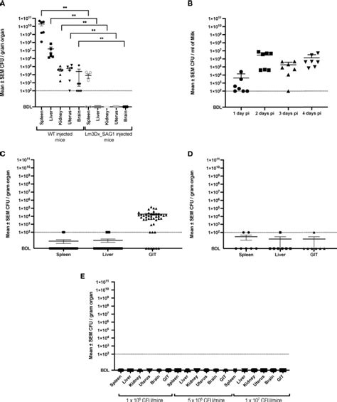 Safety Of A Novel Listeria Monocytogenes Based Vaccine Vector