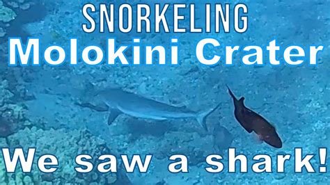 Snorkeling At Molokini Crater With The Four Winds II YouTube