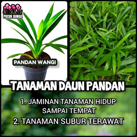 Jual Tanaman Pandan Wangi Bibit Tanaman Herbal Daun Pandan Menambah