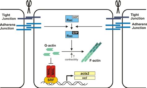 Model Of The Regulation Of SRF Target Gene Expression Upon Epithelial