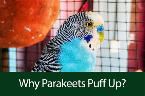 Why Parakeets Puff Up Theperruches