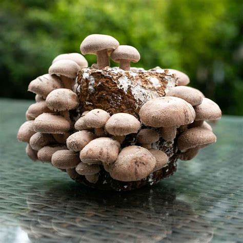 How To Grow Shiitake Mushrooms Smithy Mushrooms Exotic Fresh