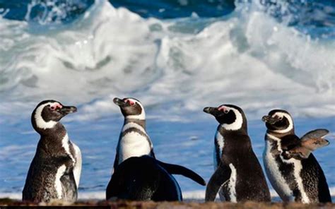 ¿ya Los Viste Llegaron Los Pingüinos A Punta Tombo Vida Positiva